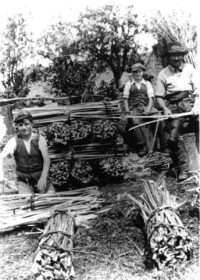 Long Rick Spar making for thatching c1934
