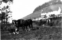 Horses Ploughing below Beacon House Dundon Farm worker and his dog ploughing the field